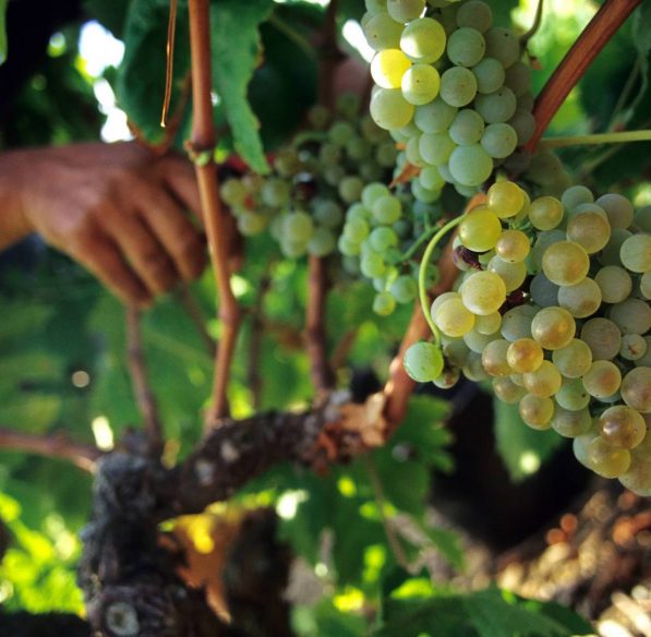 Vendanges dans les vignes ©Céline Deschamps-ADT de l'Aude