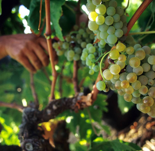 Vendanges dans les vignes ©Céline Deschamps-ADT de l'Aude