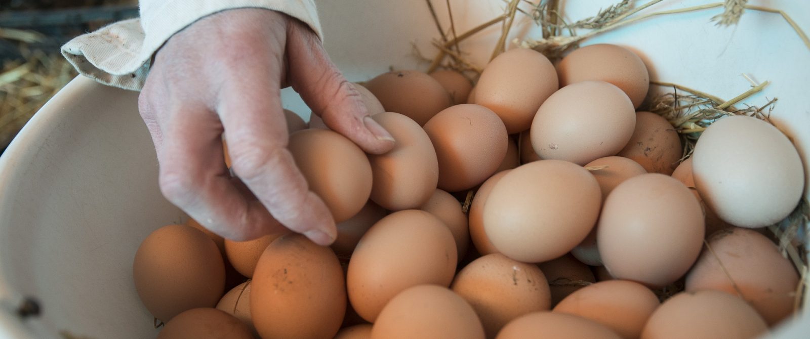 Collecte d’œufs du Pays Cathare © L Charles-ADT Aude