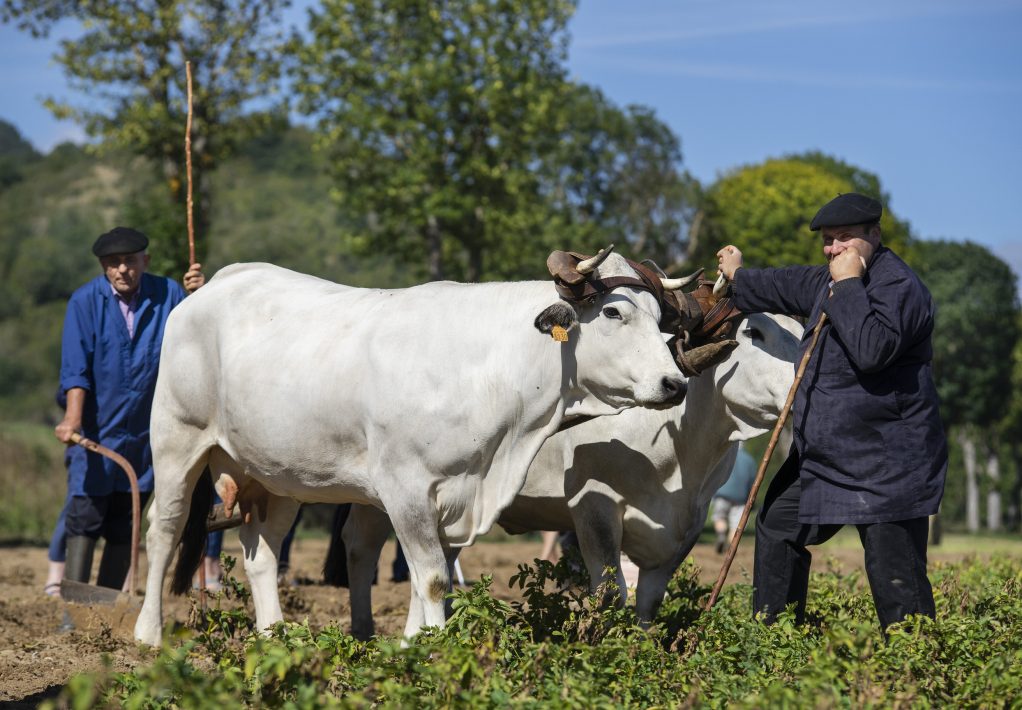 Foire de la pomme de terre du Pays de Sault