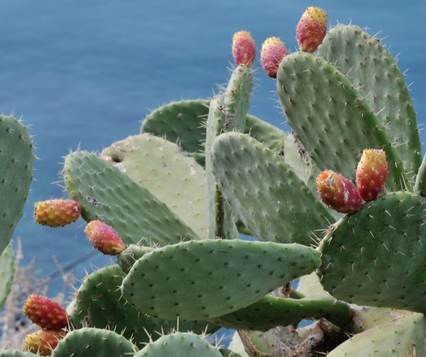 Cactus, opuntia, plante typique de l'Aude©G. Kouvelis, Istock