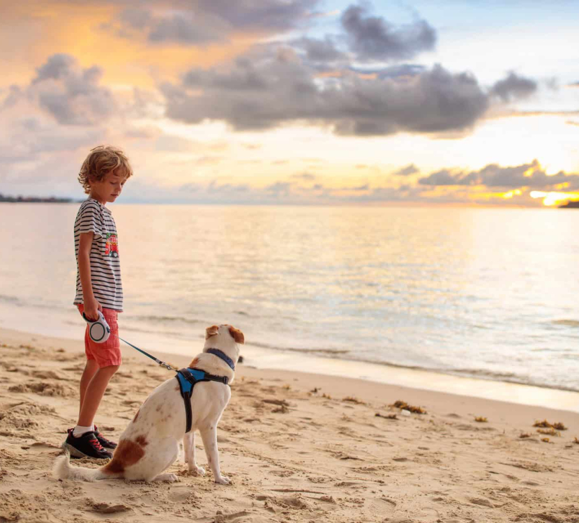 chien tenu en laisse à la plage, cr Family Veldman, Istock, ADT de l'Aude