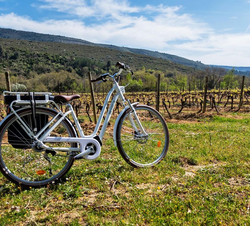 Balade à vélo dans les vignes du Limouxin ©Vélaude