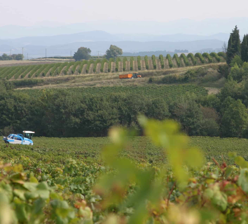 Alaigne, malepère, vigne, vendanges ©ADT de l'Aude