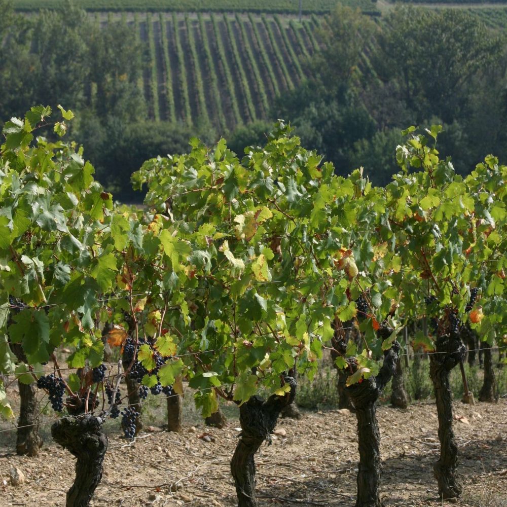 Dan les vignes à Alaigne ©ADT de l'Aude