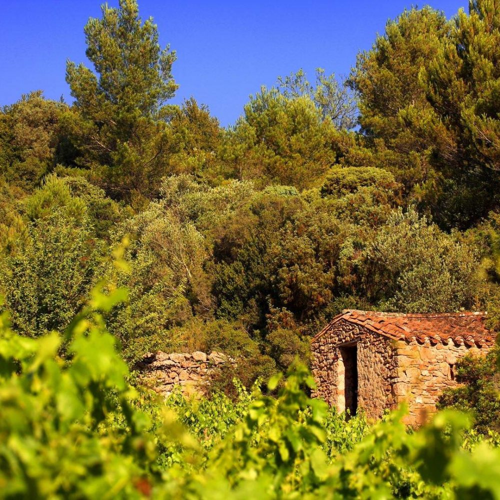Balade dans les vignobles du Minervois ©Céline Deschamps-Conseil Départemental de l'Aude