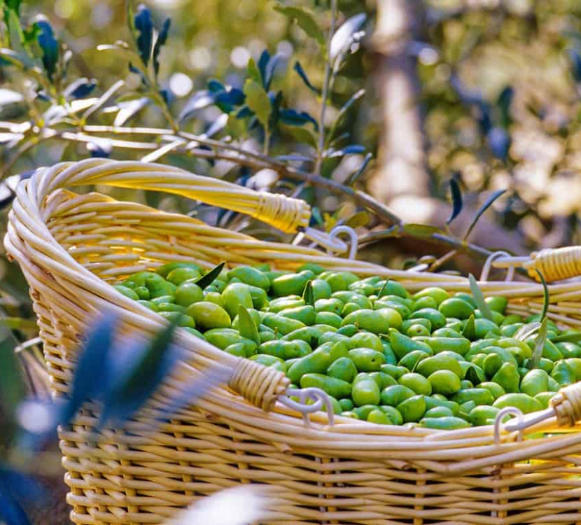 Un panier d'olives Lucques à l'Oulibo ©Céline Deschamps - ADT Aude