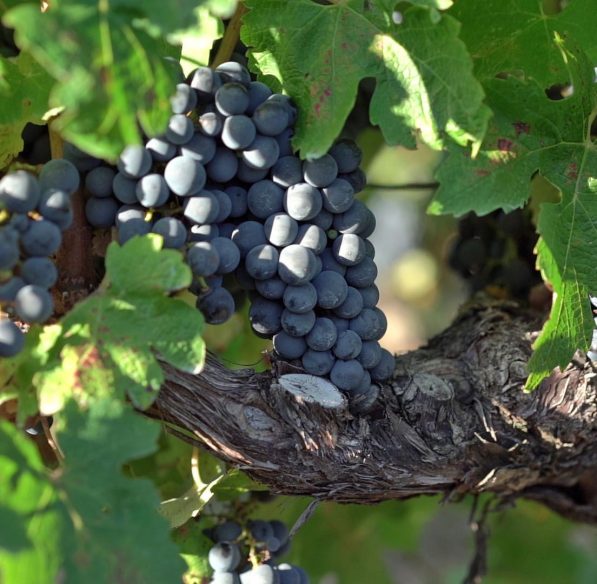 Vendanges dans les vignes de l'Aude ©Raphaël Kann-ADT de l'Aude