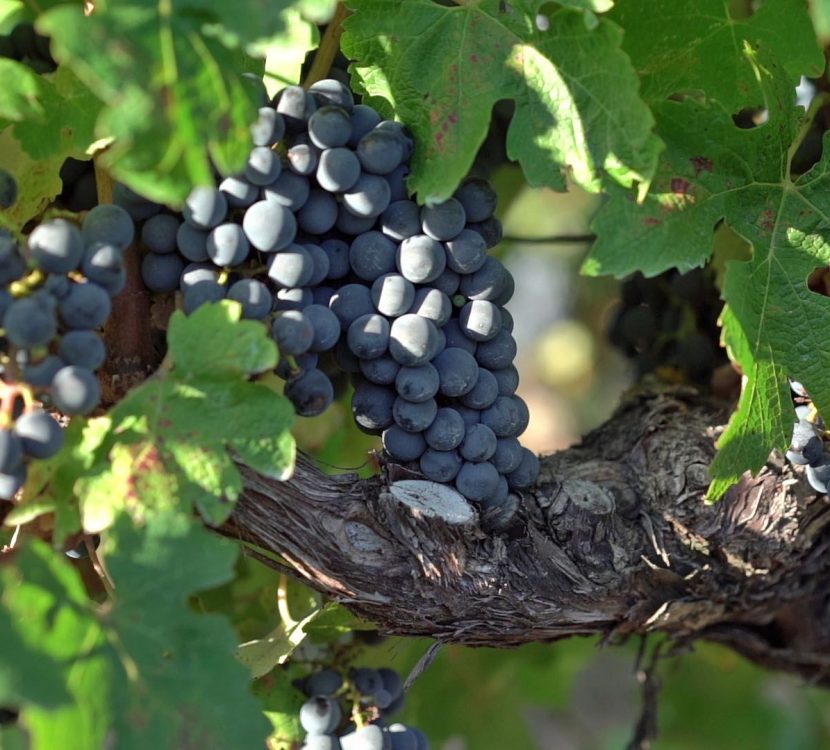 Vendanges dans les vignes de l'Aude ©Raphaël Kann-ADT de l'Aude