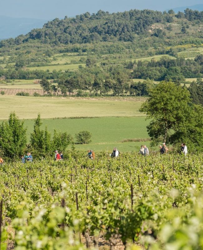 Balade à travers les vignes au château de Pennautier ©Lorgeril