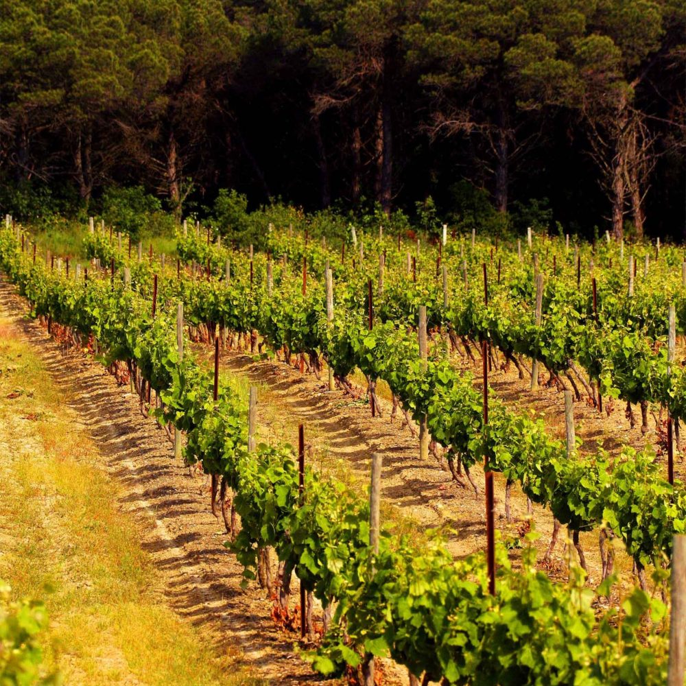 Dans les vignobles du Château de Pennautier ©Lorgeril