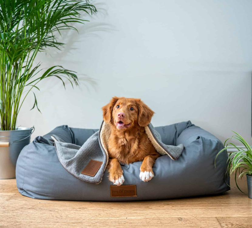 chien-jamie-street-unsplash
