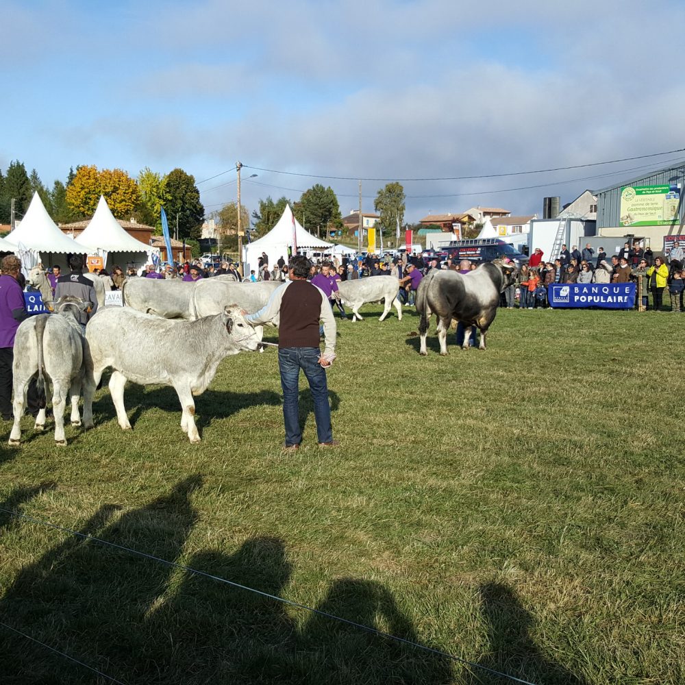 Espezel, foire aux bestiaux