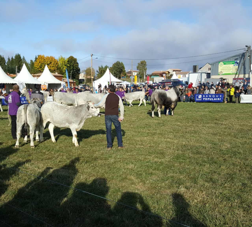 Espezel, foire aux bestiaux