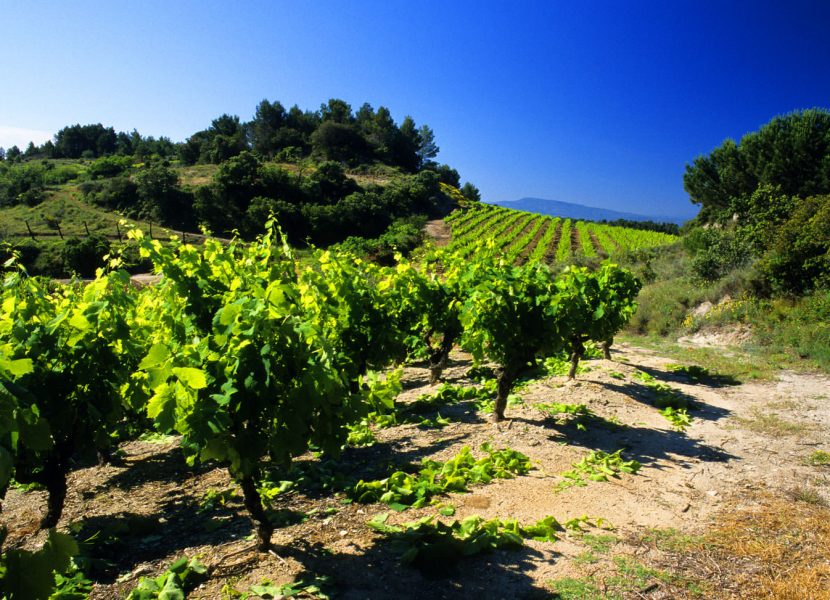 Balade dans les vignes à Félines-Minervois ©Céline Deschamps-ADT de l'Aude