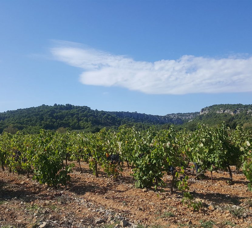 Visite d'un vignoble à Gruissan ©Sylvie Alibeu - ADT de l'Aude