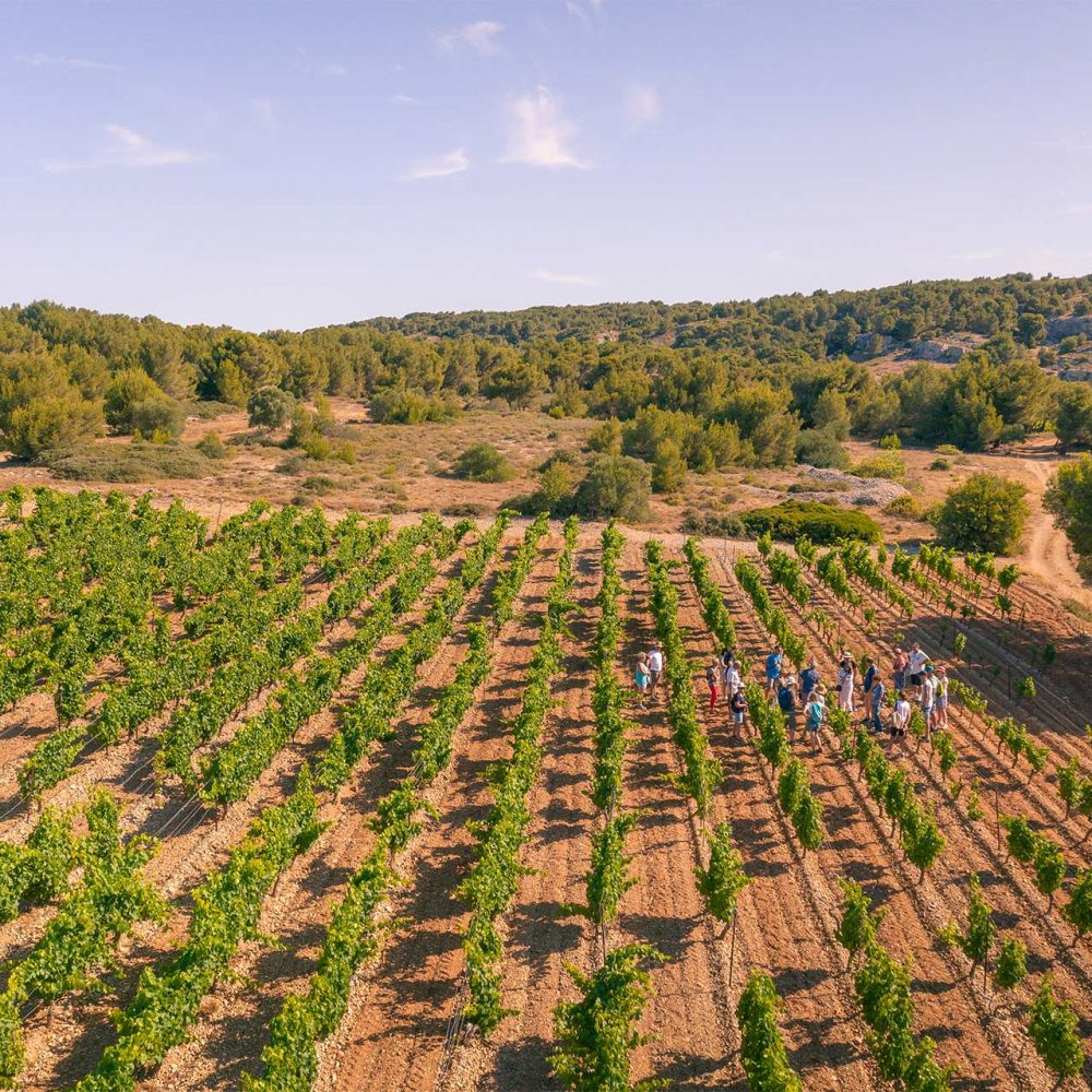 Balade découverte dans un vignoble de l'Aude ©Vincent Photographie - ADT de l'Aude