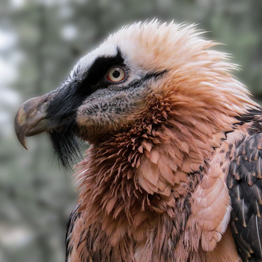 Faune de l'Aude, le Gypaète barbu ©Gerhard Gellinger-Pixabay