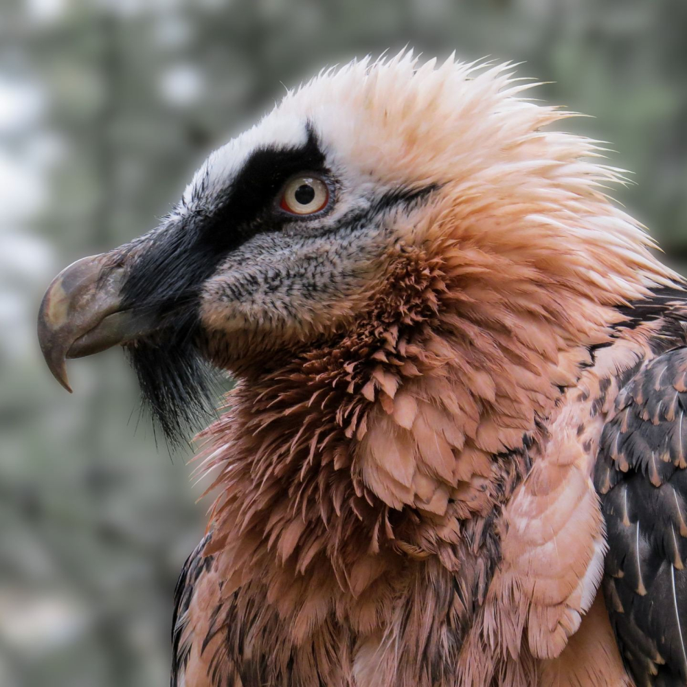 Faune de l'Aude, le Gypaète barbu ©Gerhard Gellinger-Pixabay