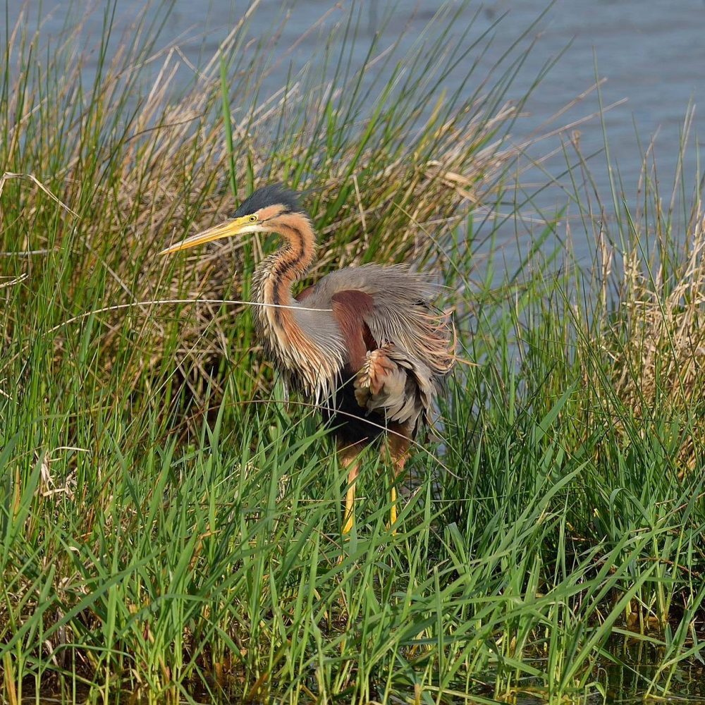 Héron pourpré, faune sauvage dans l'Aude ©Pixabay