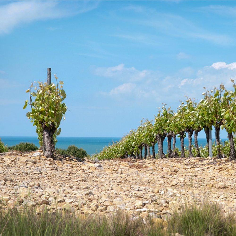 Les vignes de la Clape