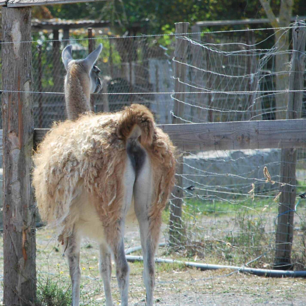 Visite de la ferme la matarelle avec les enfants ©Office de Tourisme de Castelnaudary