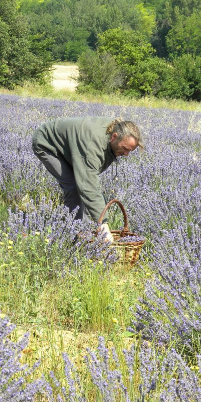 Plantes aromatiques en Lauragais ©Céline Deschamps, PETR