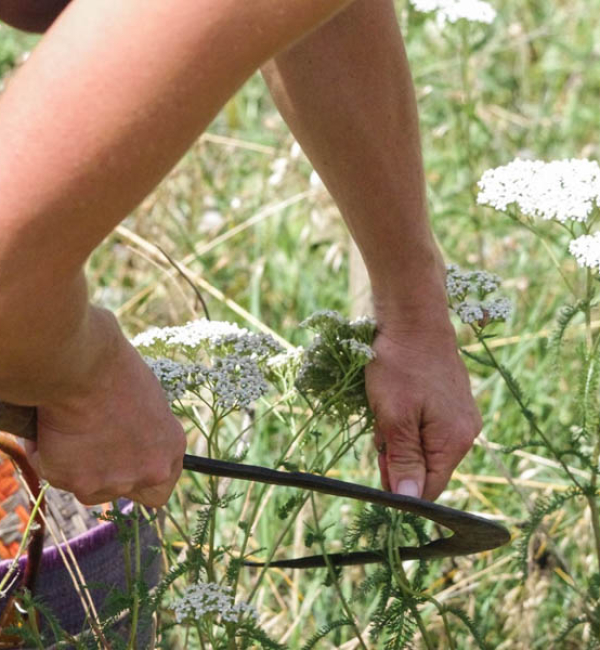 Plantes aromatiques en Lauragais ©Céline Deschamps, PETR