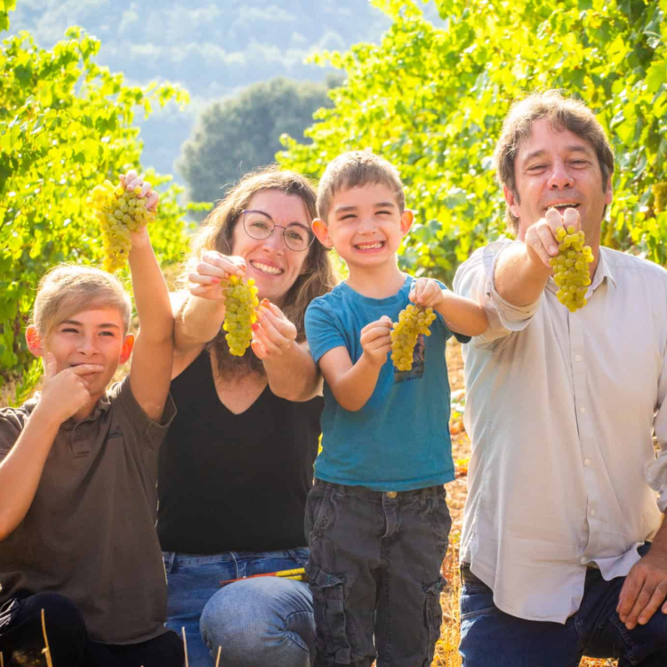 limouxin-famille-vigne-raisin-by-c-deschamps-ot-limouxin