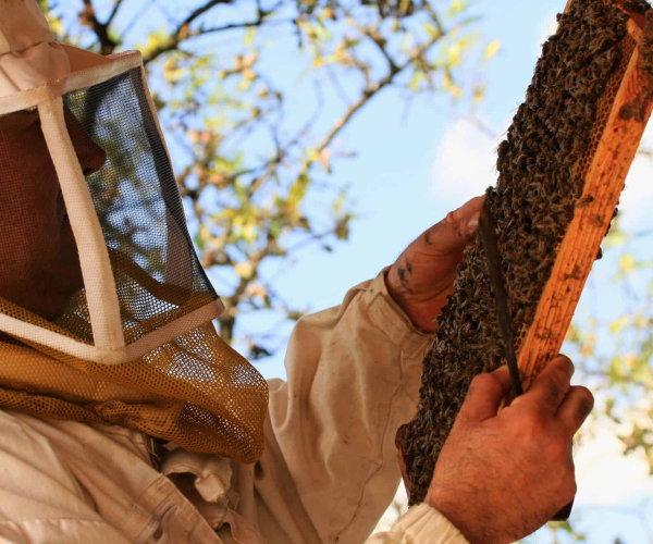 Miellerie des Clauses à Montseret en famille ©miellerie des clauses