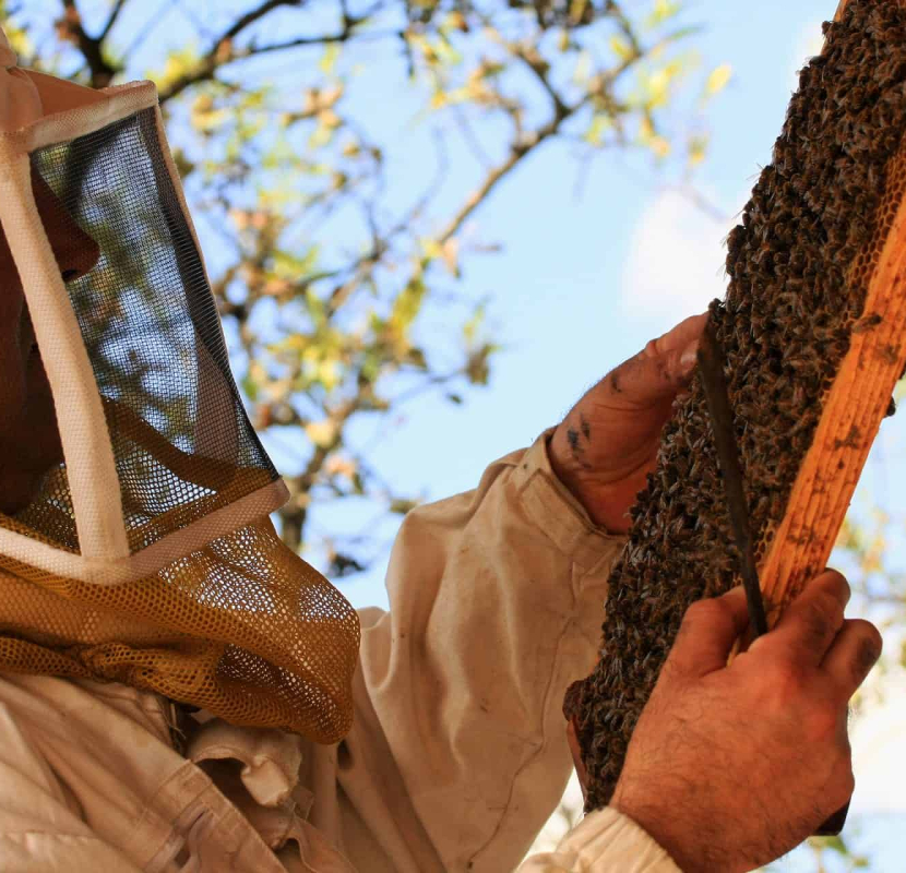 Miellerie des Clauses à Montseret en famille ©miellerie des clauses