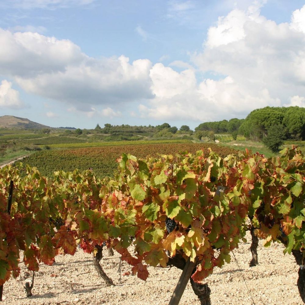 Dans les vignes du Minervois ©Pierre Davy-ADT de l'Aude