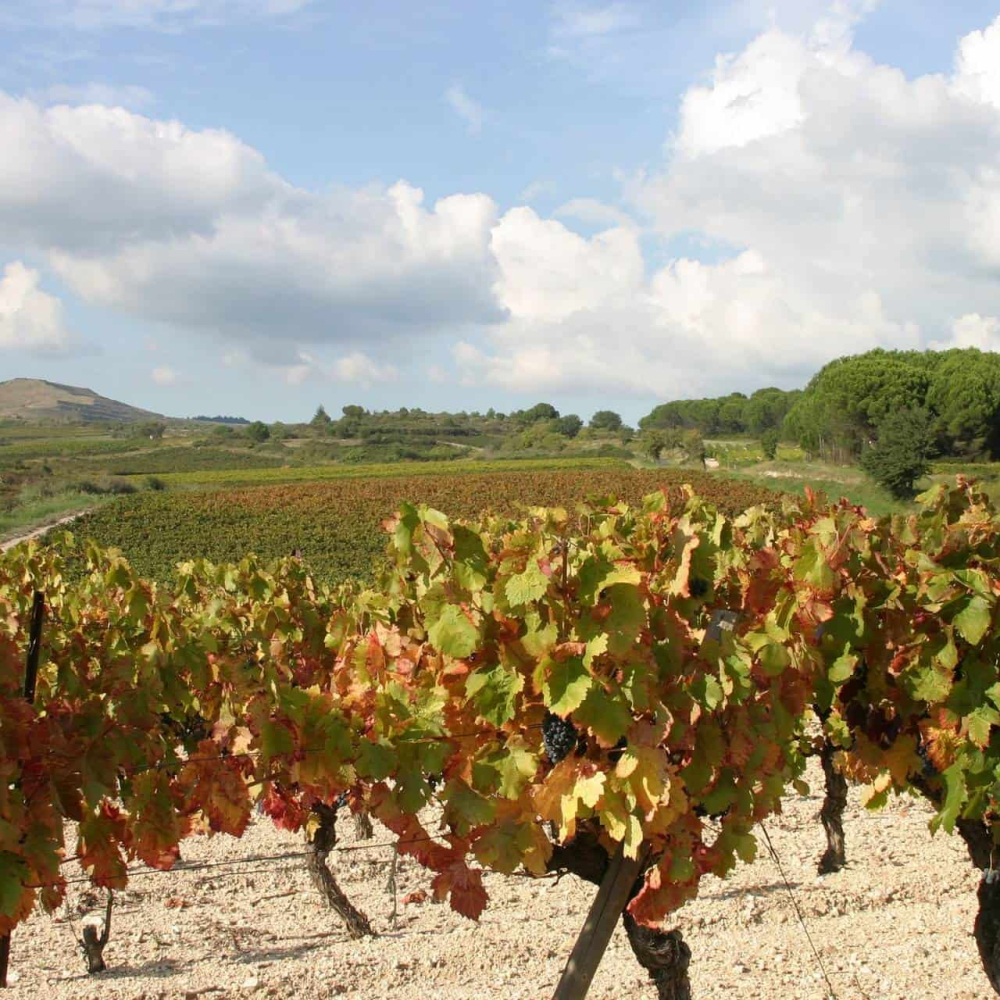 minervois-2005-10-paysage-vigne-cr-p-davy-adt-aude.jpg