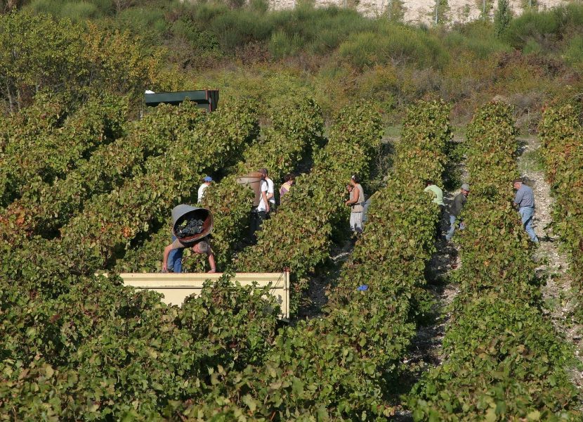 Vignoble Minervois