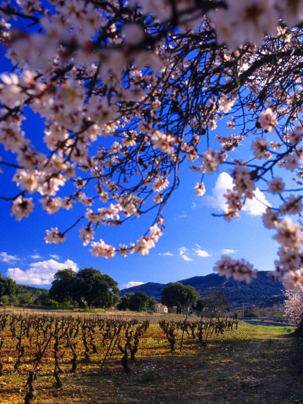 Monze, amandier en fleur, vigne