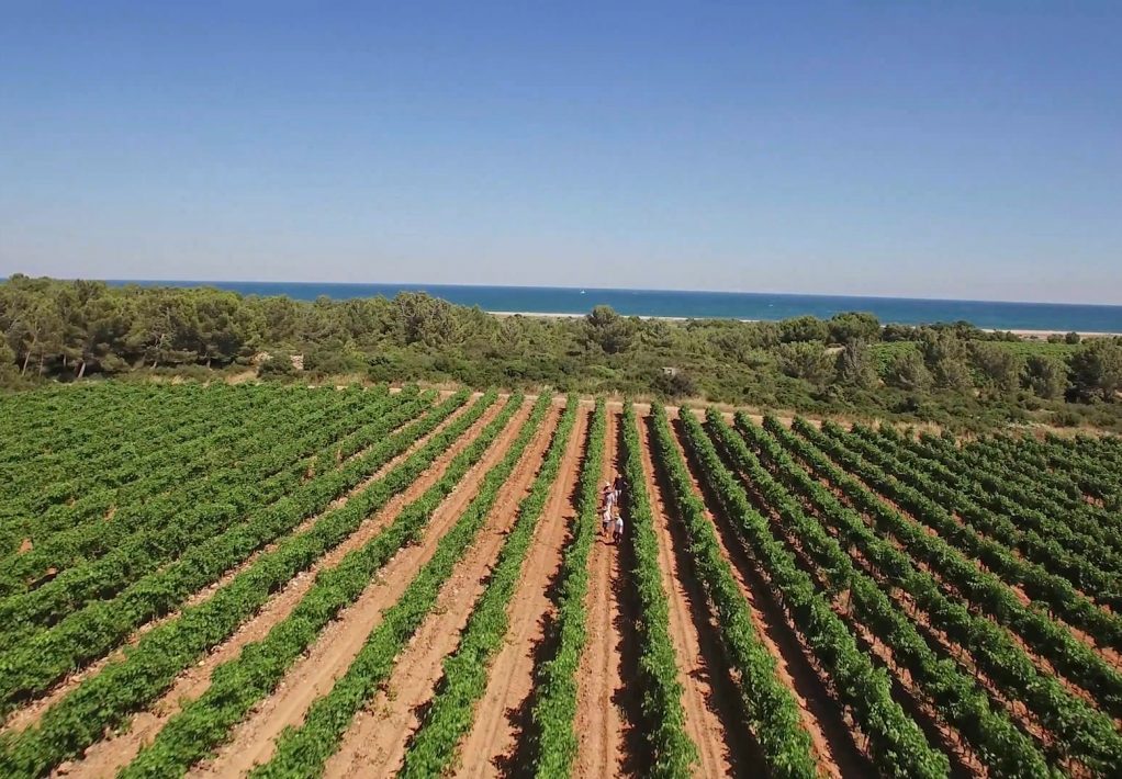 les vignes du bord de mer, la Clape