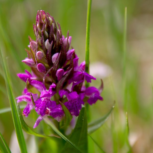 Flore de l'Aude, Orchidée Fédération Aude Claire