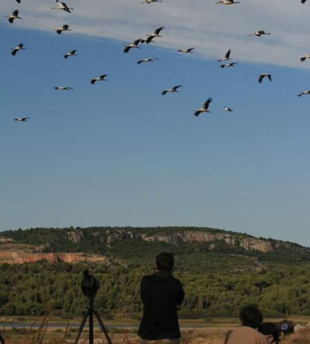Observation des oiseaux au Roc de Conhiac à Gruissan