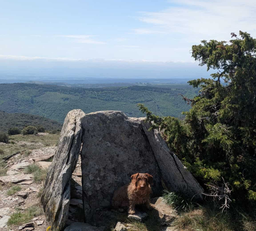 roquefere-2026-04-25-dolmen-ventajou-chien-by-a-binisti-adt-aude