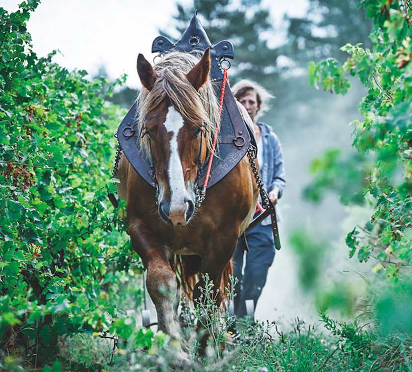 Le Domaine du Grès Vaillant et son vin bio à cheval ©Domaine du Grès Vaillant