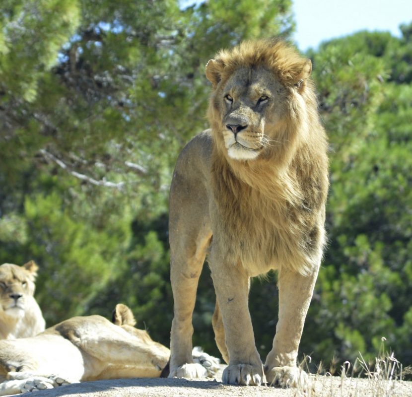 Visite en famille de la Réserve Africaine de Sigean @AldonLou-ADT de l'Aude