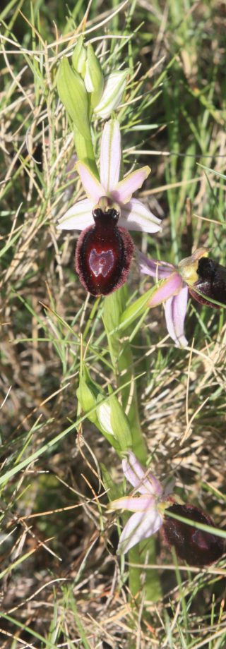 Orchidée Ophrys, Sentier des orchidées, Domaine Serres Mazard, Talairan ©V. Dumeunier - Conseil Départemental AUDE