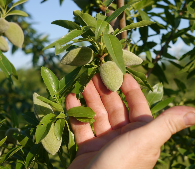 amandes aude