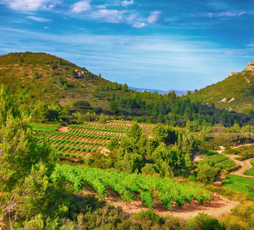 Les vignoble dans le Fitou ©Gilles Deschamps