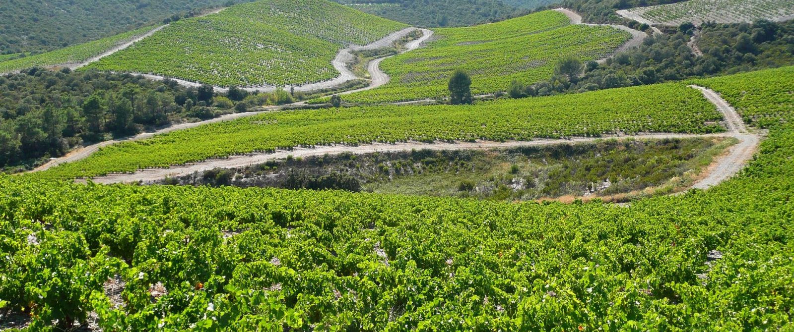 Au milieu des vignes dans les Corbières ©AOC Fitou