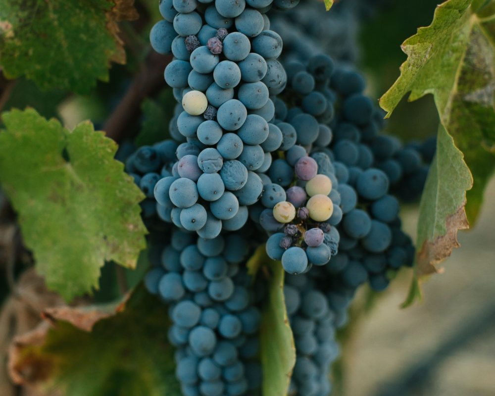 Grappe de raisin dans les vignes des Corbières